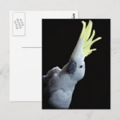 コカトー ポストカード (正面/裏面)