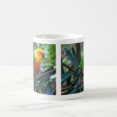 コガネメキシコインコ , Sun Parakeet コーヒーマグカップ (中央)