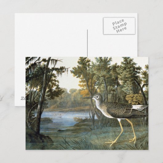 コキアシシギ ポストカード (正面/裏面)