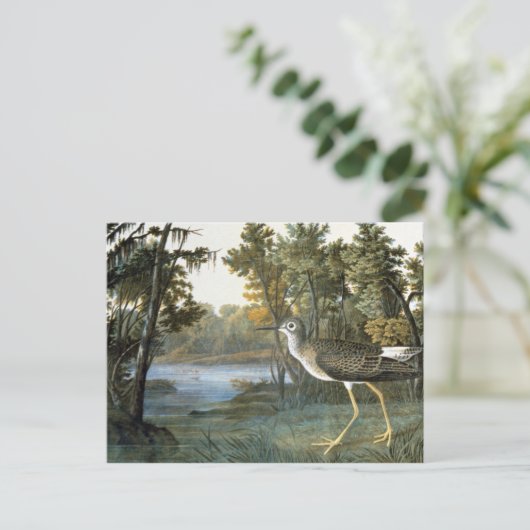 コキアシシギ ポストカード (スタンド正面)