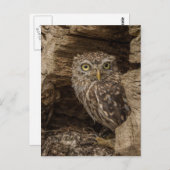 コキンメフクロウ ポストカード (正面/裏面)