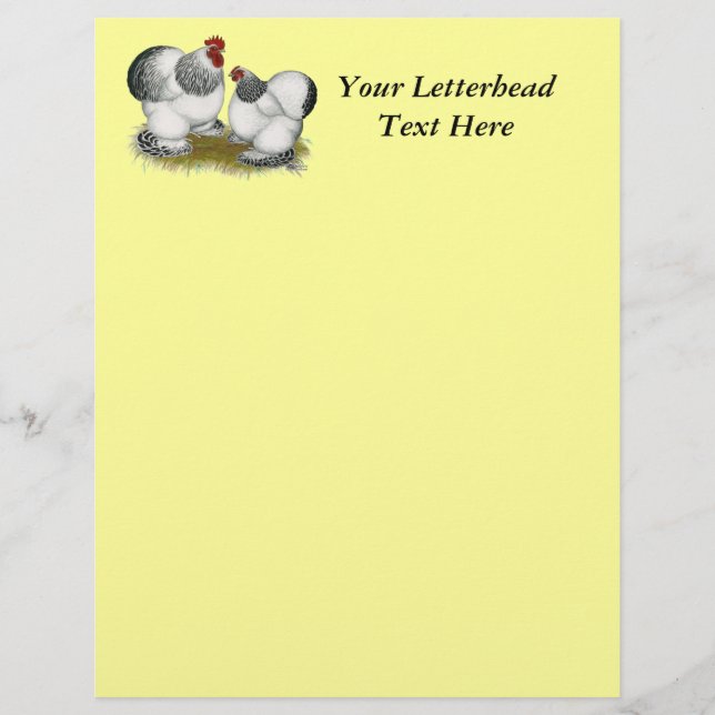 コクイン：コロンビアンバンタム (正面)