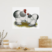 コクイン：コロンビアンバンタム ポスター (キッチン)