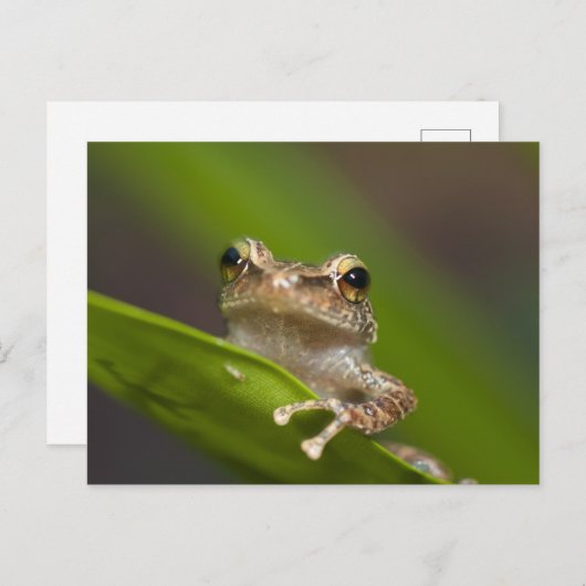 コクイ ポストカード (正面/裏面)