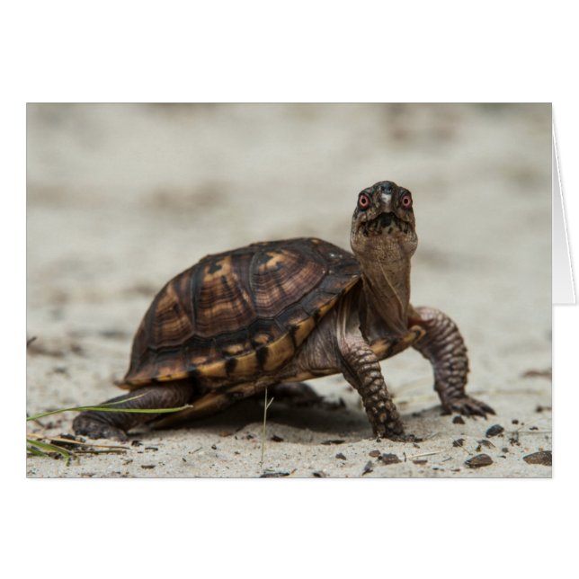 コクガメ (正面横)