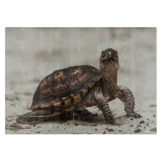 コクガメ カッティングボード (正面)