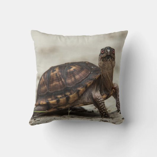 コクガメ クッション (裏面)