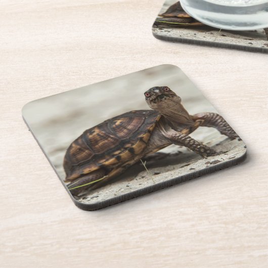 コクガメ コースター (左側)