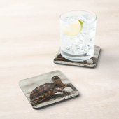 コクガメ コースター (右側)