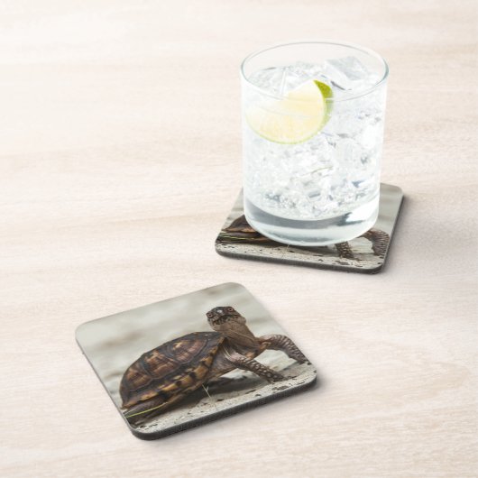 コクガメ コースター (右側)