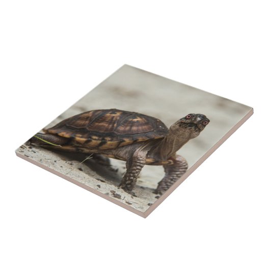 コクガメ タイル (側面)