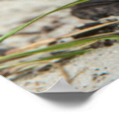 コクガメ ポスター (角)