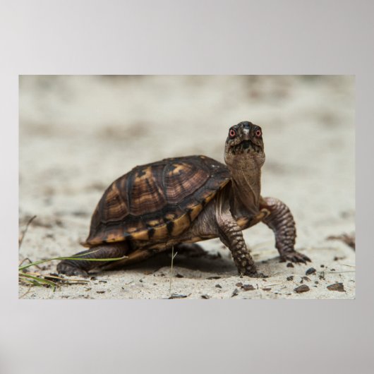 コクガメ ポスター (正面)