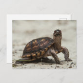 コクガメ ポストカード (正面/裏面)