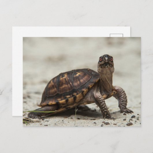 コクガメ ポストカード (正面/裏面)