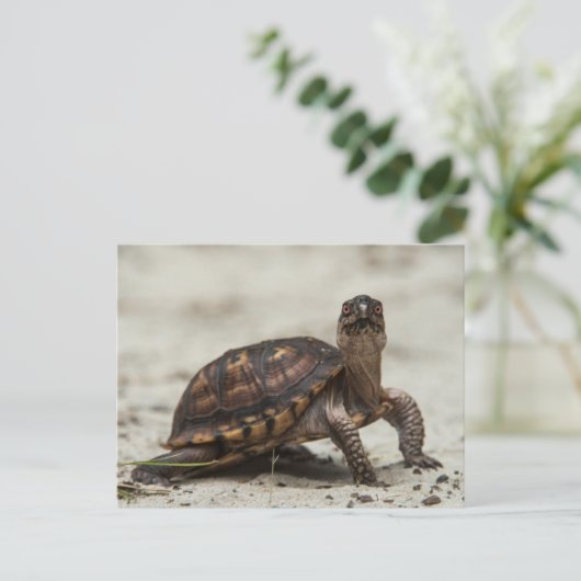 コクガメ ポストカード (スタンド正面)