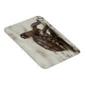 コクガメ マグネット (右側)