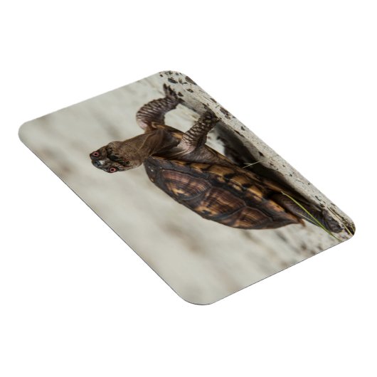 コクガメ マグネット (右側)