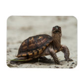 コクガメ マグネット (横)