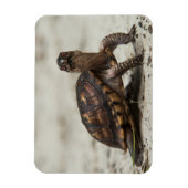 コクガメ マグネット (縦)