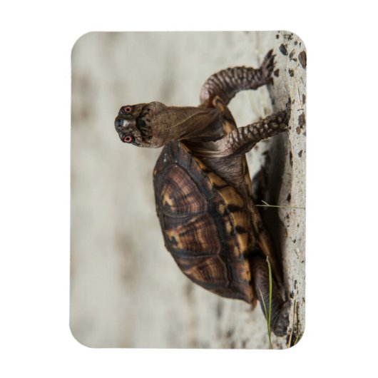 コクガメ マグネット (縦)