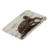 コクガメ マグネット (左側)