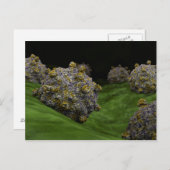 コクサキウイルスの概念図1 ポストカード (正面/裏面)