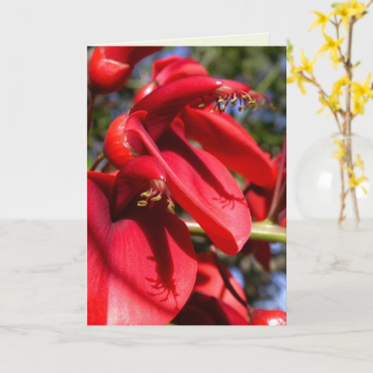 コクスパー珊瑚樹 カード (黄色い花)