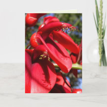 コクスパー珊瑚樹