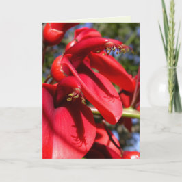 コクスパー珊瑚樹 カード