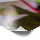 コクニクイムシ フォトプリント            (角)