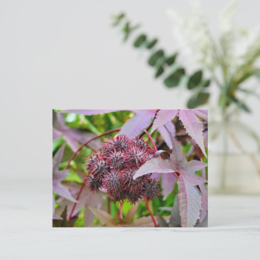 コクニクイムシ ポストカード (スタンド正面)