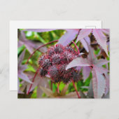 コクニクイムシ ポストカード (正面/裏面)