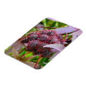 コクニクイムシ マグネット (左側)