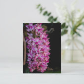 コクノキ ポストカード (スタンド正面)