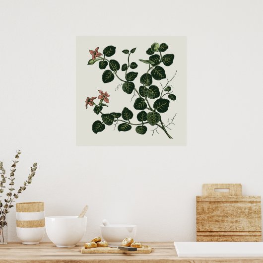 コクバエ ポスター (キッチン)