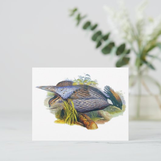 コクラス pheasant ポストカード (スタンド正面)