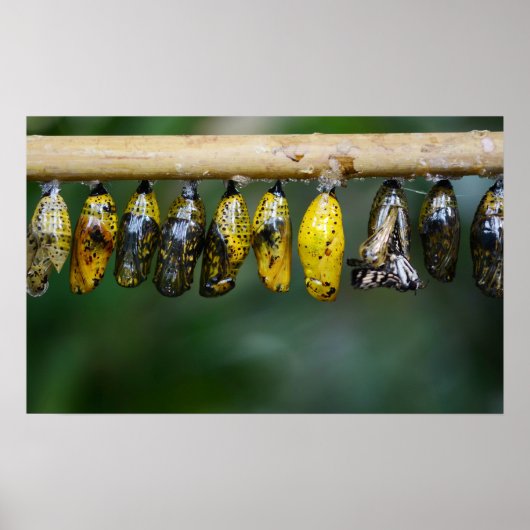 コクーンライフ ポスター (正面)