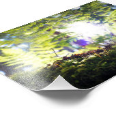 コケとシダの太陽 フォトプリント            (角)