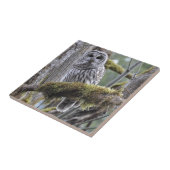 コケに覆われた手足に休むバーレッド·フクロウ タイル (側面)