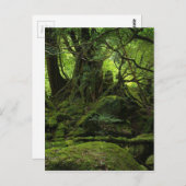 コケのジャングルの森林 ポストカード (正面/裏面)