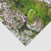 コケのティッシュペーパーが付いている松の木の吠え声 薄葉紙 (詳細)