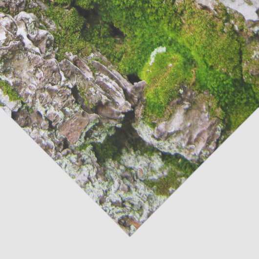 コケのティッシュペーパーが付いている松の木の吠え声 薄葉紙 (詳細)