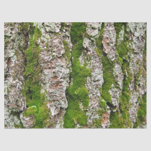 コケのティッシュペーパーが付いている松の木の吠え声 薄葉紙 (正面)