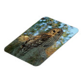 コケの中で鶏を飼っているスペインのバードフクロウ マグネット (左側)