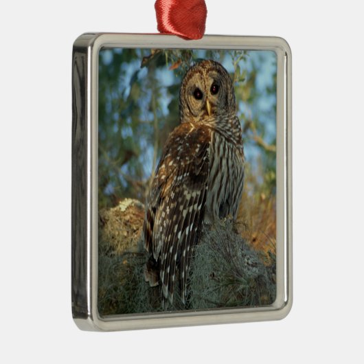 コケの中で鶏を飼っているスペインのバードフクロウ メタルオーナメント (右)