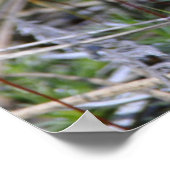 コケの胞子植物 ポスター (角)