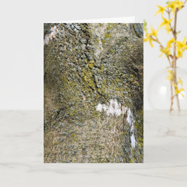 コケの近い木の樹皮 カード