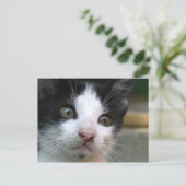 コケモドキ ポストカード (スタンド正面)