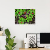 コケモモの実がたくさんあるよ ポスター (ホームオフィス)